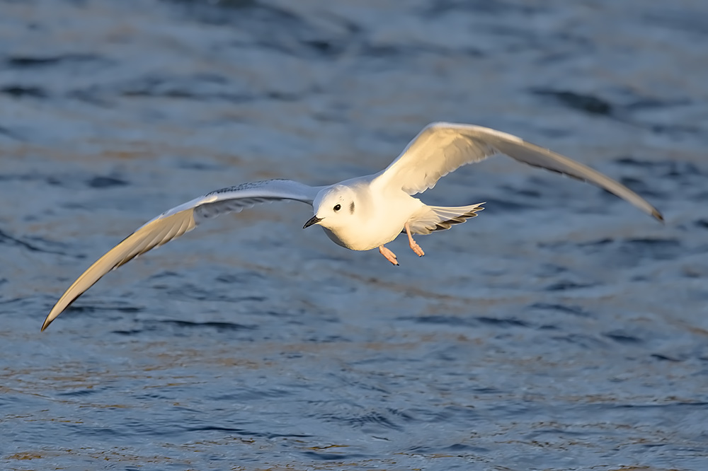 Bonaparte's gull